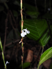 Maranta friedrichsthaliana