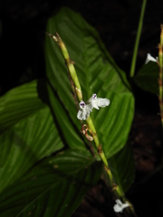 Maranta friedrichsthaliana