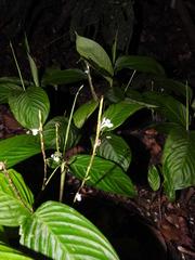 Maranta friedrichsthaliana