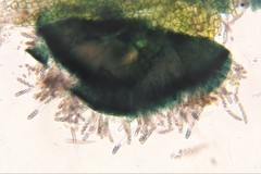 Mniaecia jungermanniae