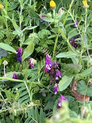 Vicia villosa