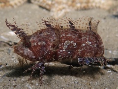 Cristiceps australis