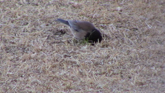 Junco hyemalis