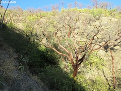 Bursera morelensis