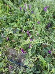 Vicia villosa