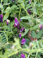 Vicia villosa