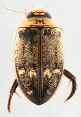 Rhantaticus congestus