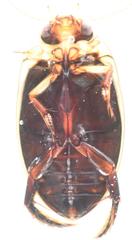 Rhantaticus congestus