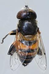 Eristalinus modestus
