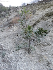 Pseudosmodingium virletii