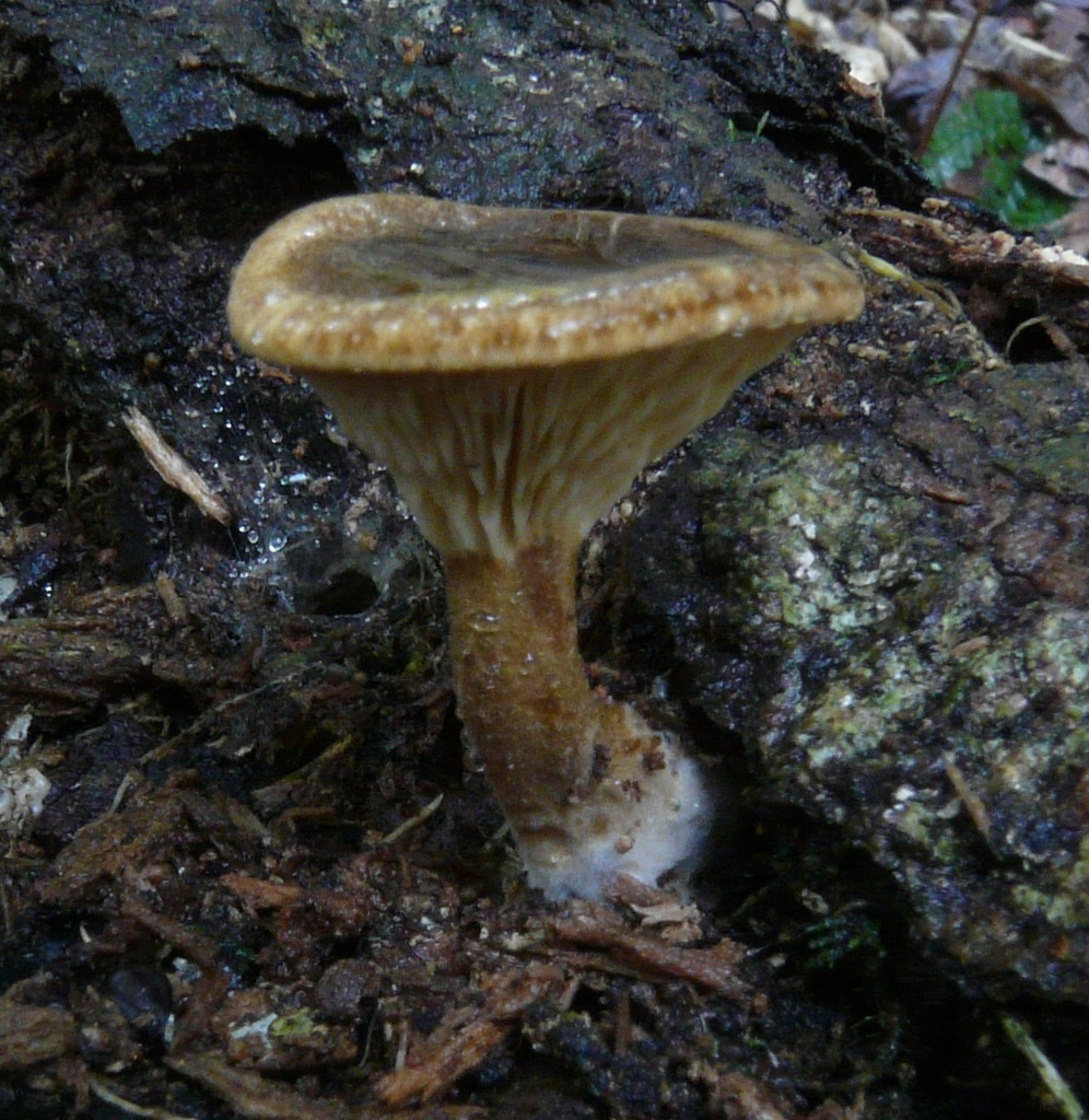 Hygrophoropsis umbriceps