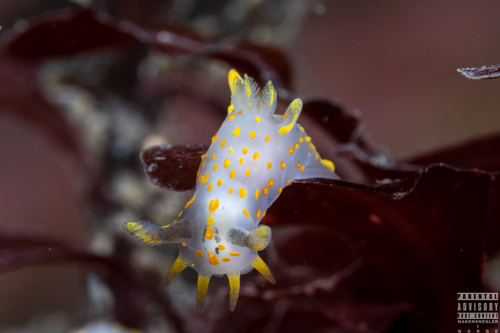 Four-lined Polycera