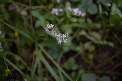 Plectritis macrocera