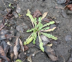 Taraxacum officinale