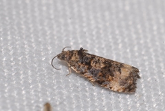 Endothenia gentianaeana