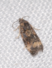 Endothenia gentianaeana