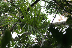 Chambeyronia divaricata