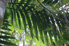 Chambeyronia macrocarpa