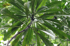 Phelline comosa