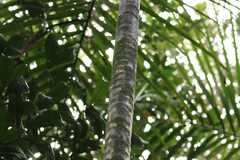 Cyphokentia macrostachya