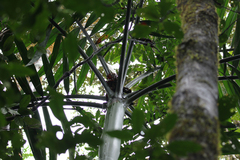 Chambeyronia macrocarpa