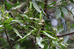 Scaevola montana