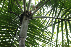 Cyphokentia macrostachya