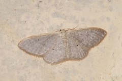 Idaea distinctaria
