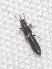 Bledius unicornis