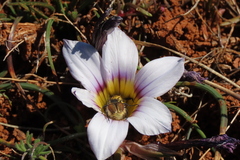 Romulea atrandra