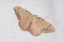 Idaea ostrinaria