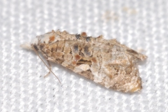 Phtheochroa rugosana