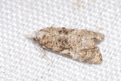 Phtheochroa rugosana