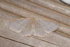 Idaea distinctaria