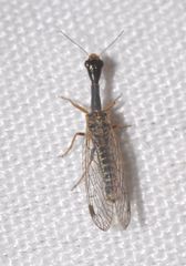 Raphidiinae