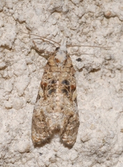 Phtheochroa rugosana