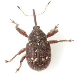 Anthonomus leucostictus