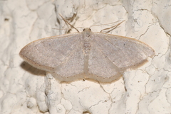 Idaea distinctaria