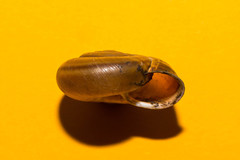 Campylaea illyrica