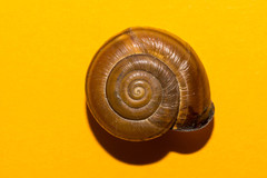 Campylaea illyrica