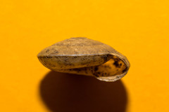 Aegopis gemonensis