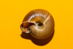 Campylaea illyrica