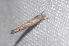 Zelleria oleastrella