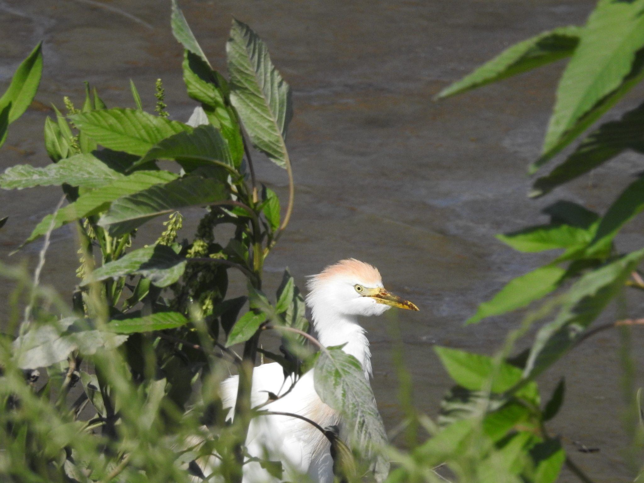 Western Cattle Egret