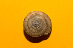 Aegopis gemonensis