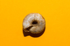 Aegopis gemonensis