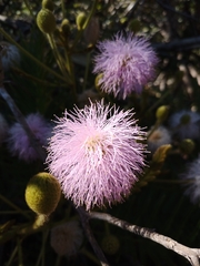 Mimosa claussenii