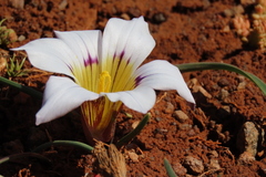 Romulea atrandra