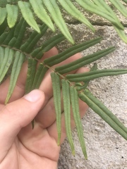 Pteris longifolia