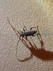 Opsimus quadrilineatus